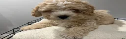 Maltipoo dogs for sale: Maddox  - Ad 1