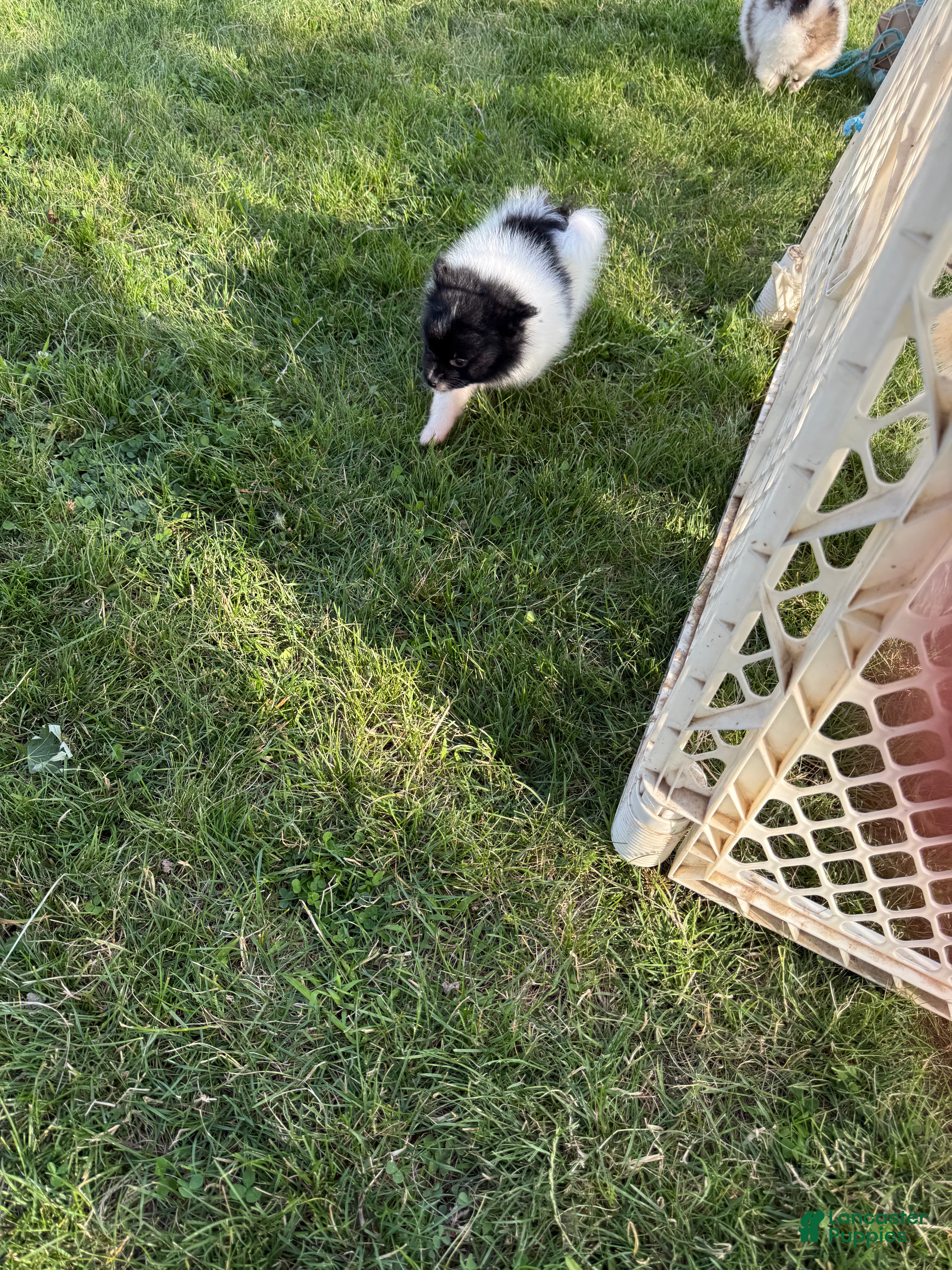 Pomeranian dogs Pebbles - Ad 1