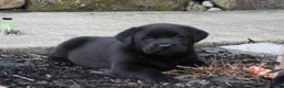 Labrador Retriever dogs for sale: Luke - Ad 13