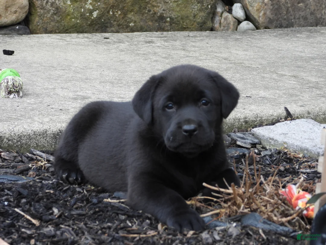 Labrador Retriever dogs for sale: Luke - Ad 13
