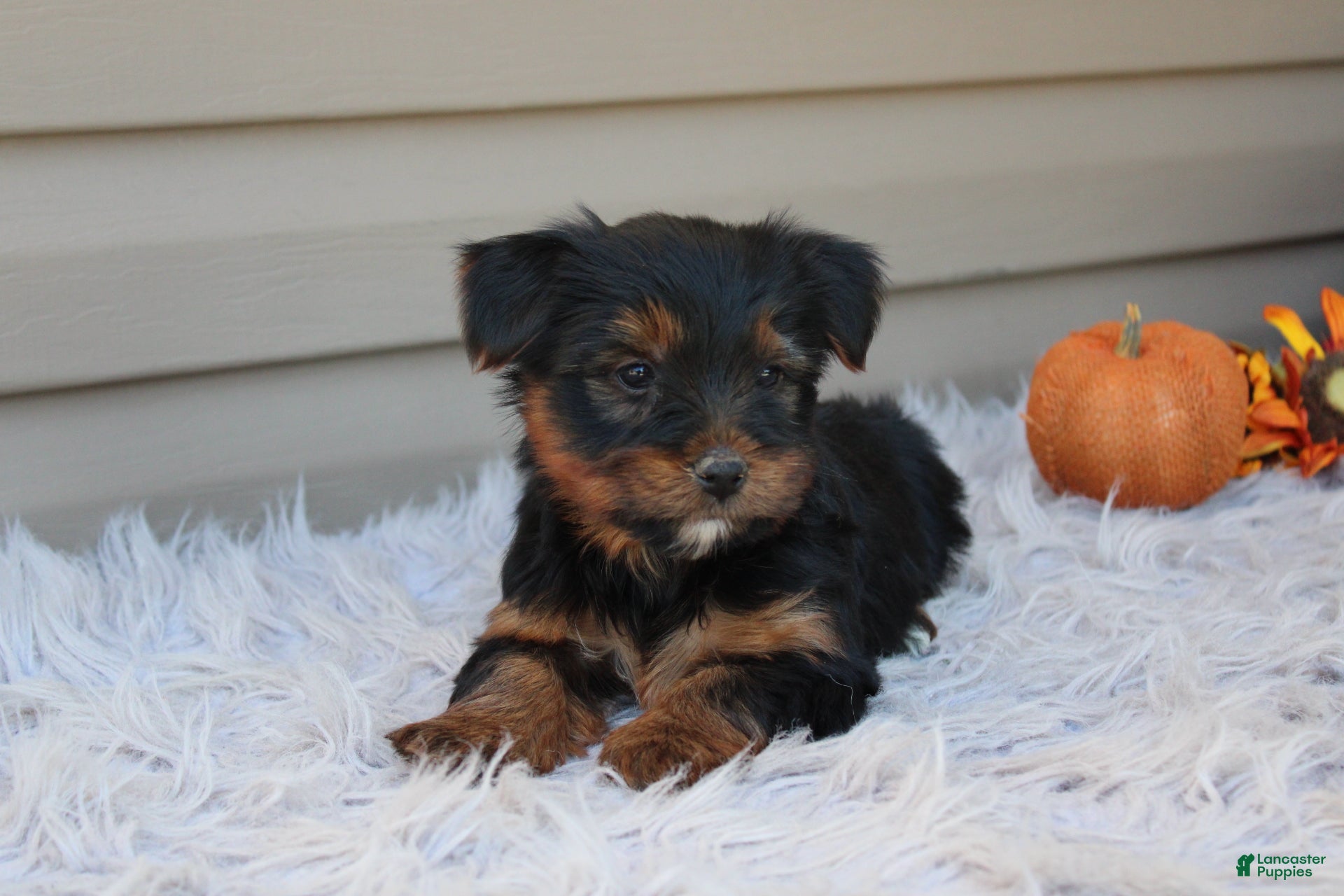 Yorkshire Terrier dogs Rambo - Ad 2