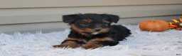 Yorkshire Terrier dogs for sale: Rambo - Ad 2