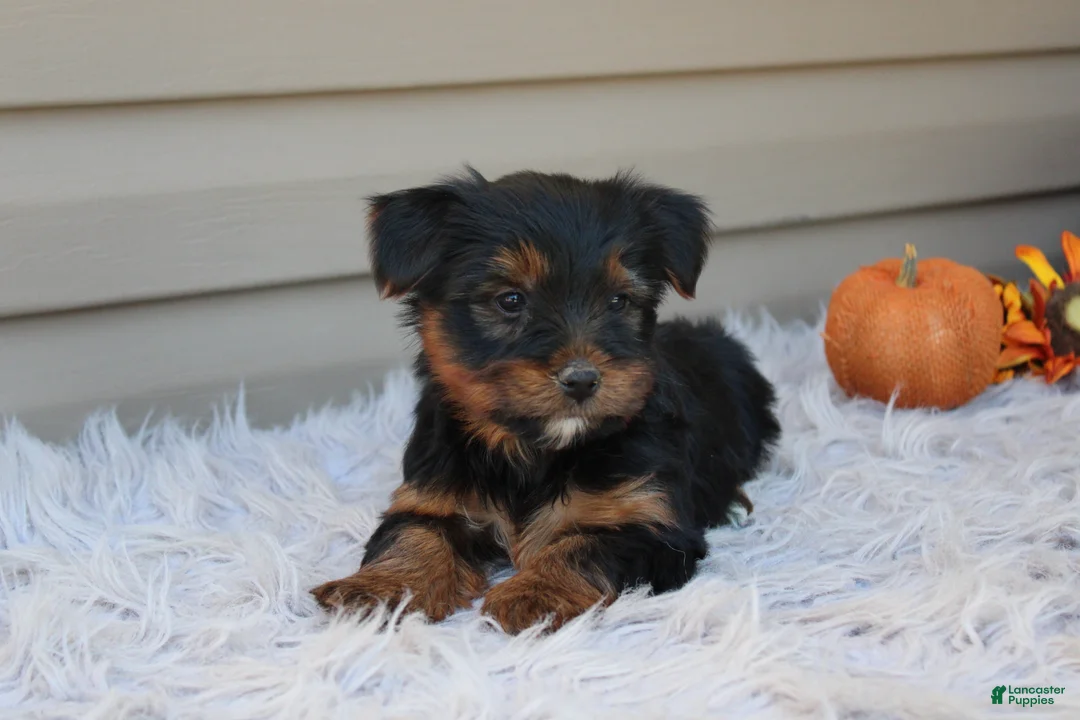 Yorkshire Terrier dogs for sale: Rambo - Ad 2
