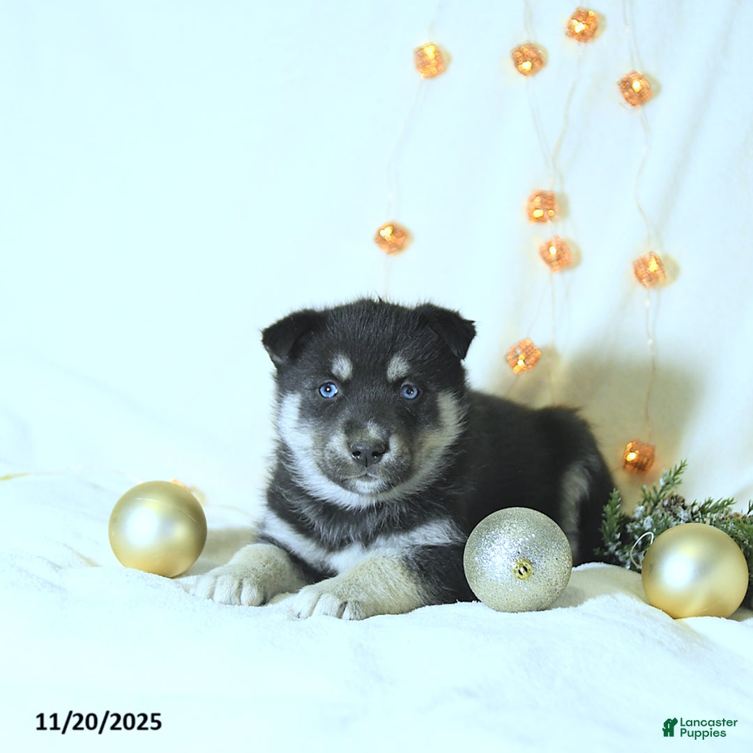 Siberian Husky dogs for sale: Tucker - Ad 3