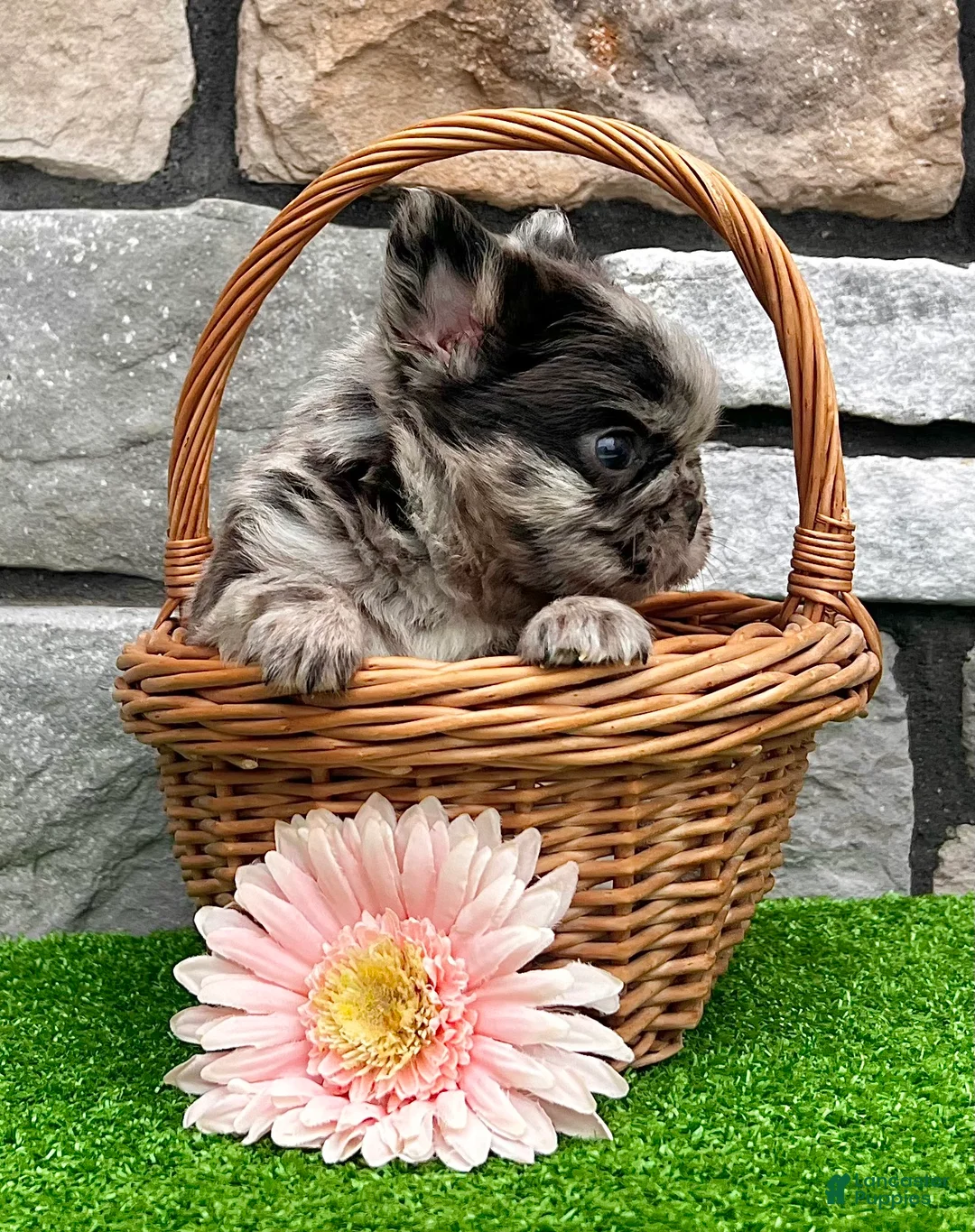 French Bulldog dogs for sale: Tiffany - Ad 2