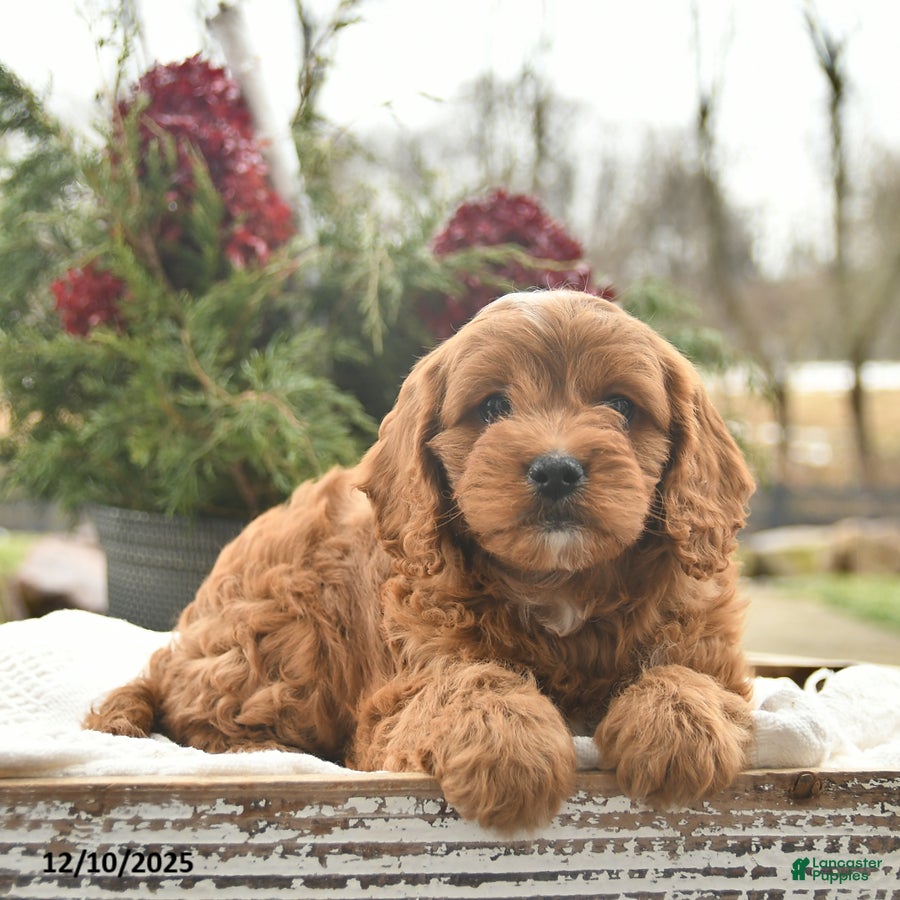 Cavapoo dogs Blaze  - Ad 27