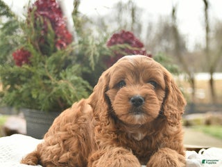 Cavapoo dogs Blaze - Ad 36
