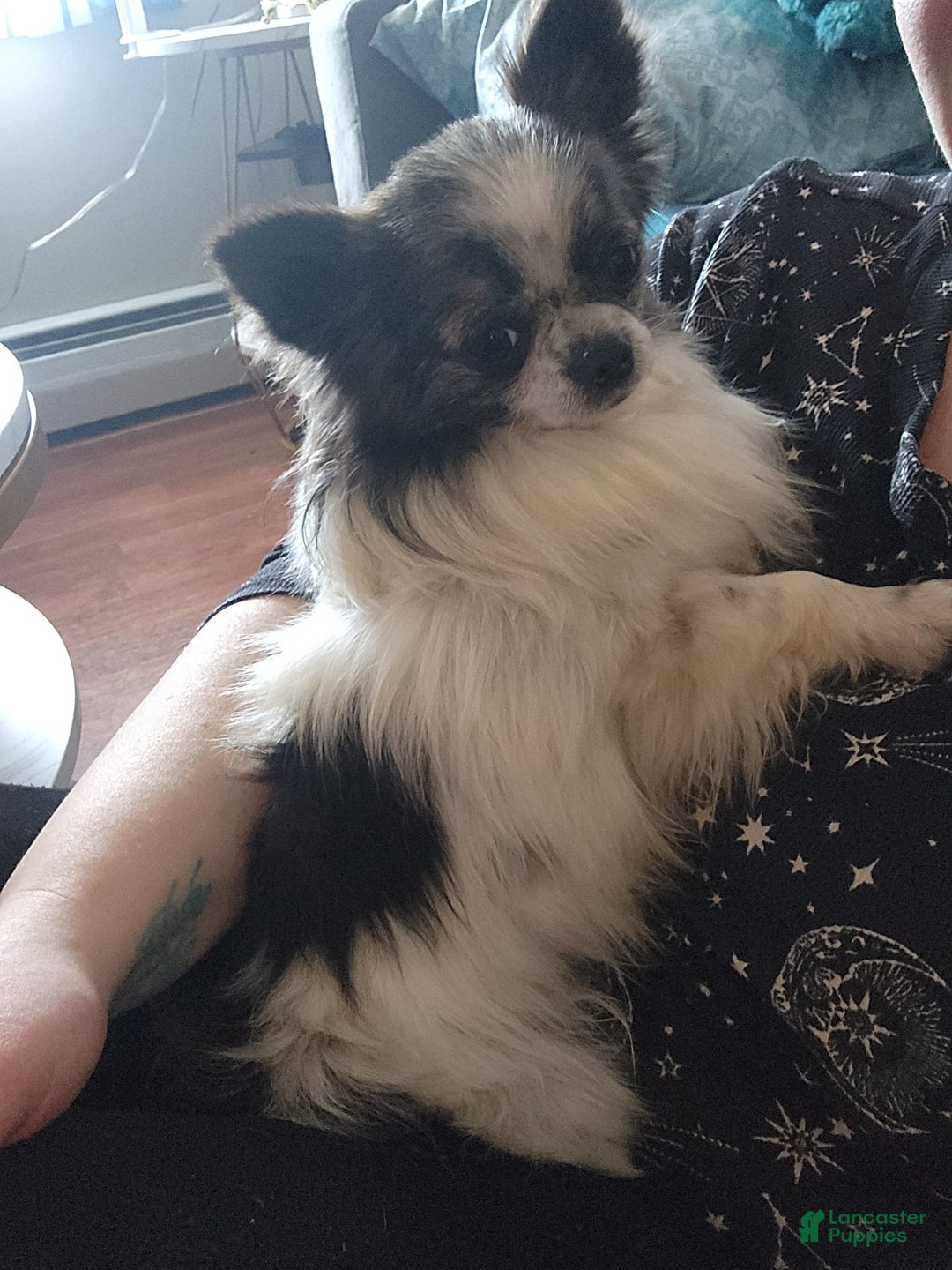 Chihuahua dogs for sale: Macadamia - Ad 9