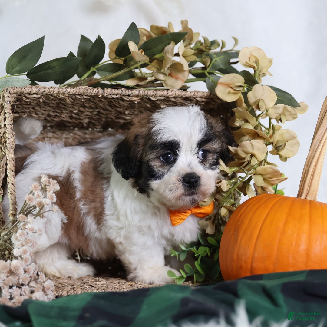 Teddy Bear dogs for sale: Fango - Ad 1