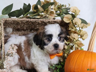 Teddy Bear dogs Fango - Ad 2