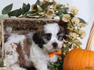 Teddy Bear dogs Fango - Ad 14