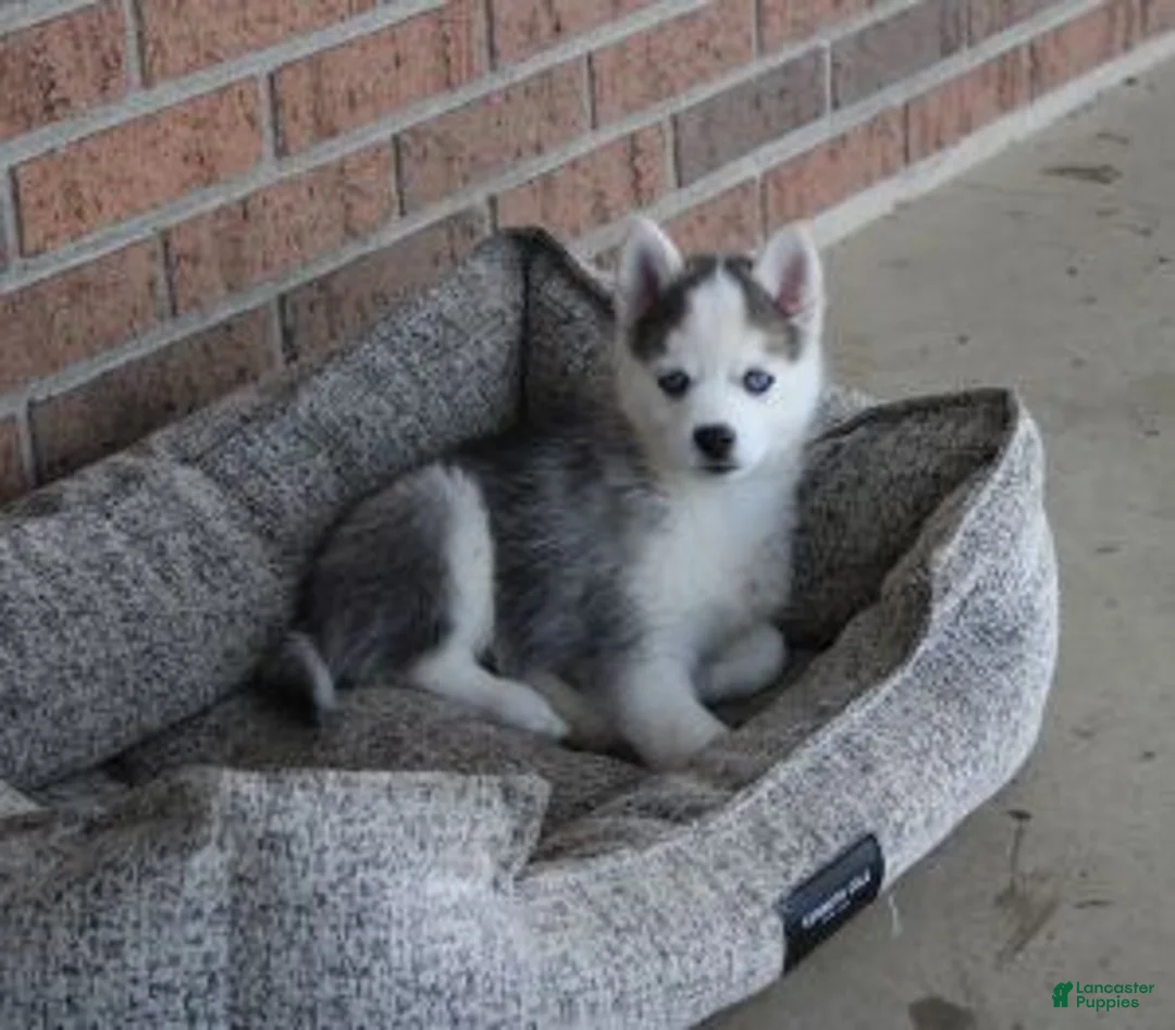 Pomsky dogs for sale: Sparky - Ad 2
