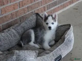 Pomsky dogs Sparky - Ad 39