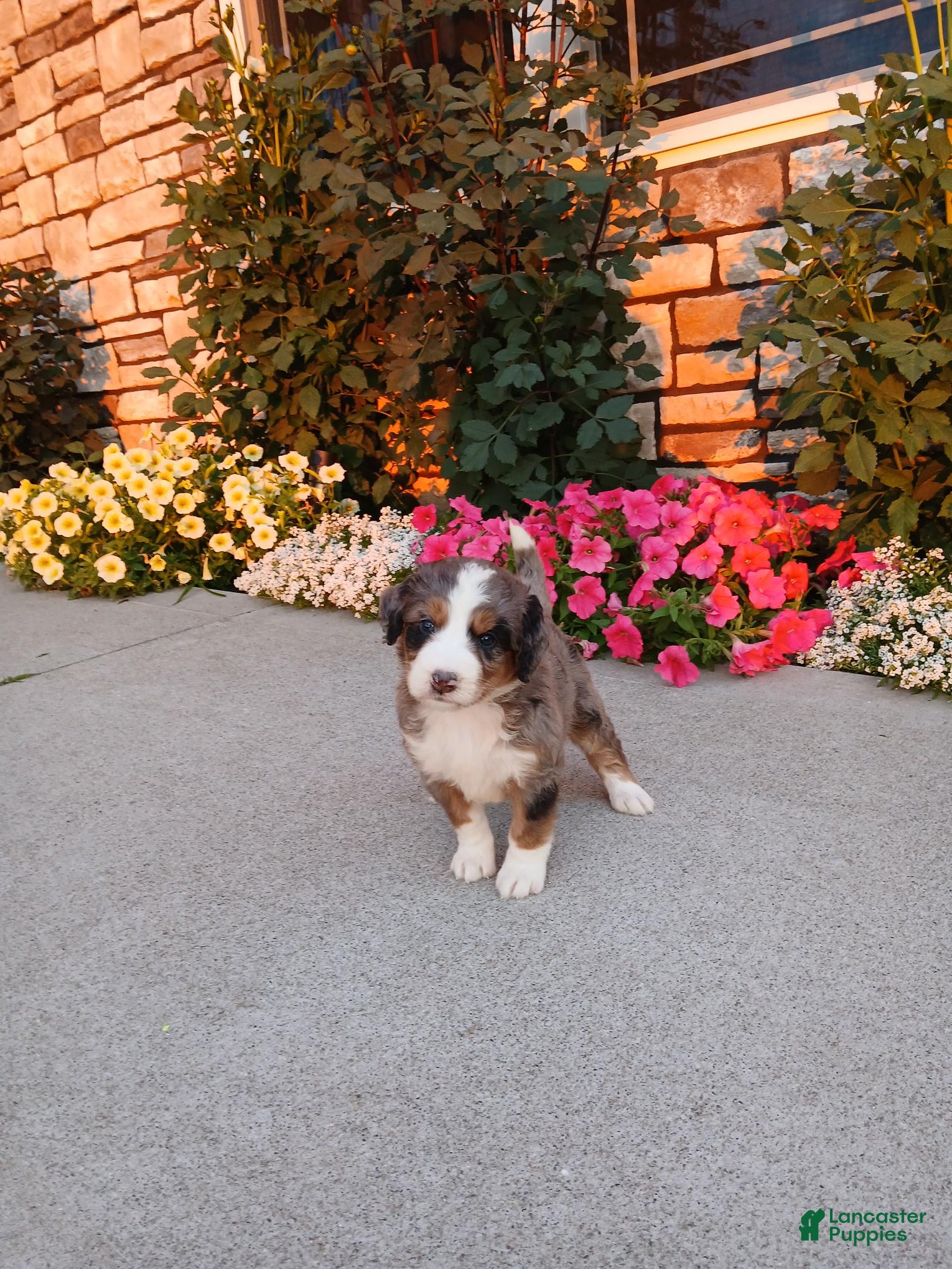 Bernedoodle dogs Lexy - Ad 2