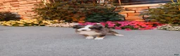 Bernedoodle dogs for sale: Lexy - Ad 2