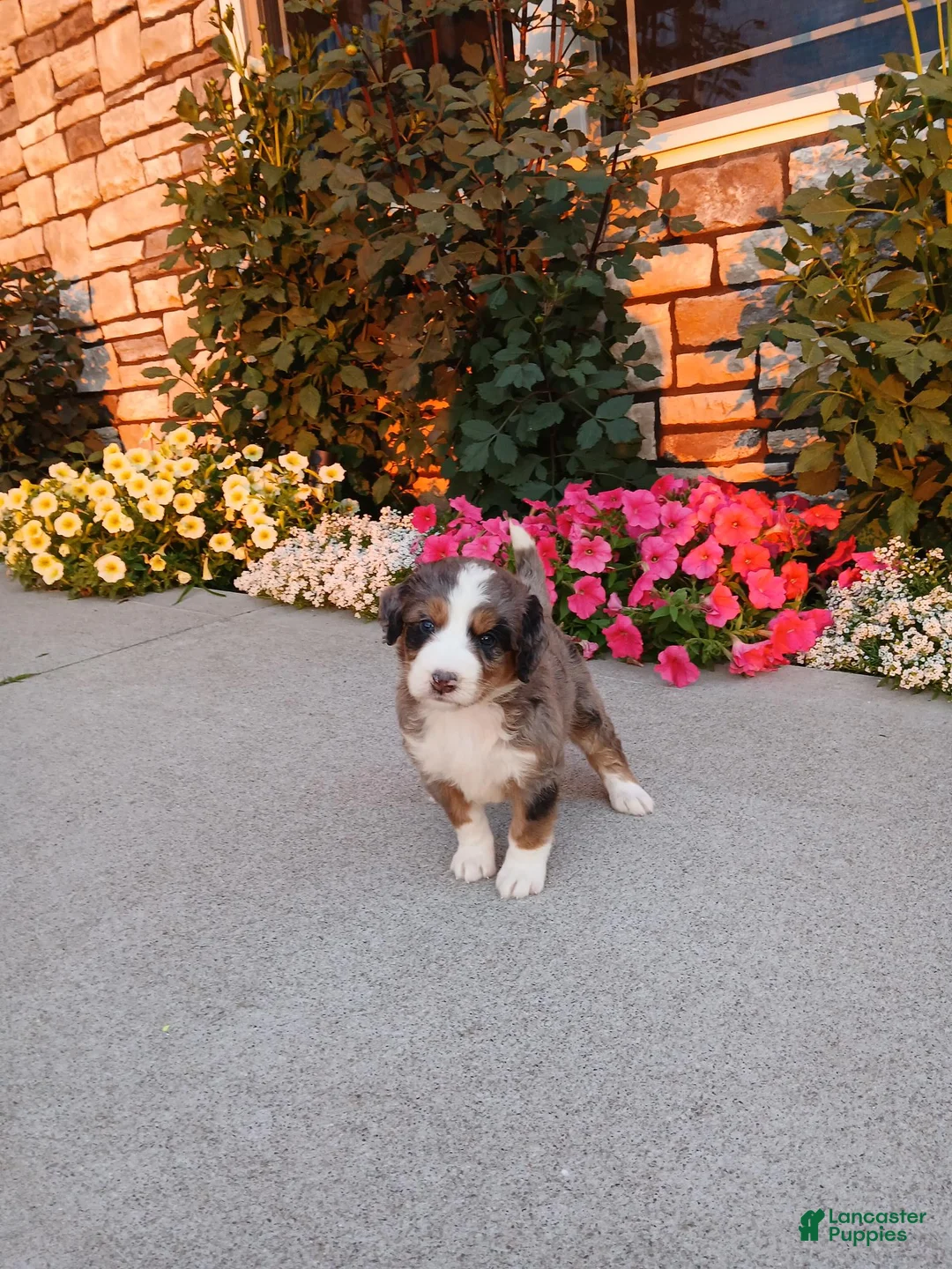 Bernedoodle dogs for sale: Lexy - Ad 2