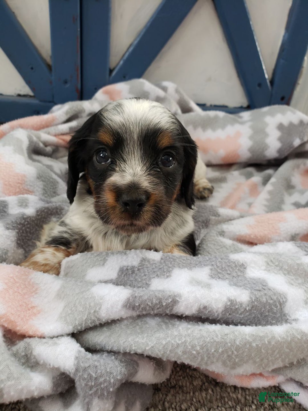 Miniature Dachshund dogs for sale: Ginseng  - Ad 4