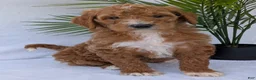 Goldendoodle dogs for sale: Bella  - Ad 1