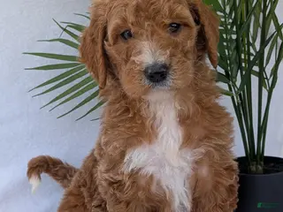 Goldendoodle dogs Bella - Ad 7