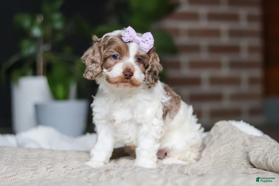 Cockapoo dogs for sale: Sage - Ad 1