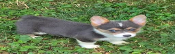 Welsh Corgi Pembroke dogs for sale: Lara the low rider  - Ad 3