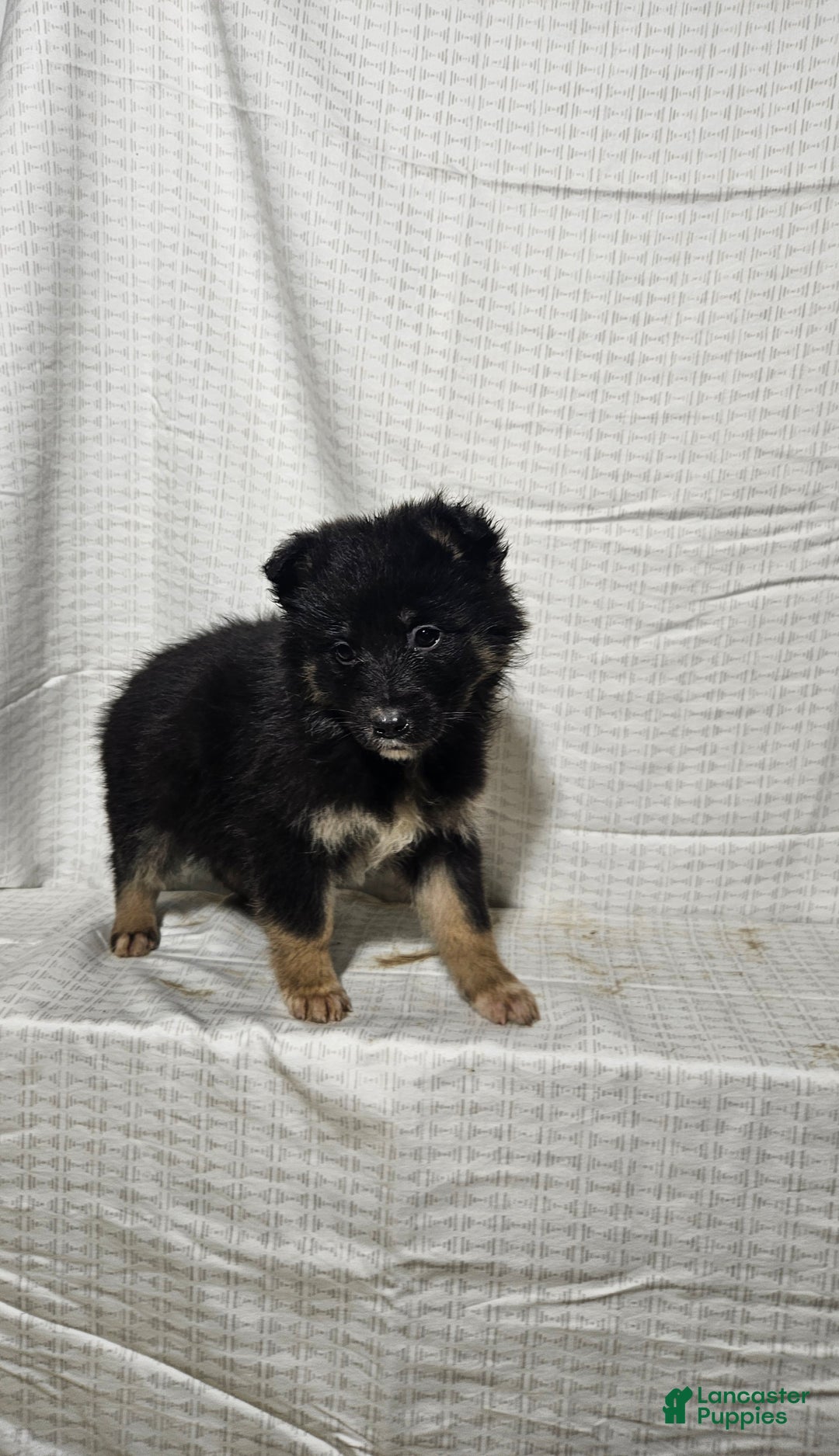Mixed Breed dogs for sale:  Claire  - Ad 5