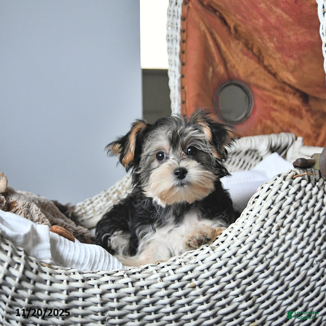 Morkie dogs for sale: Amber - Ad 4