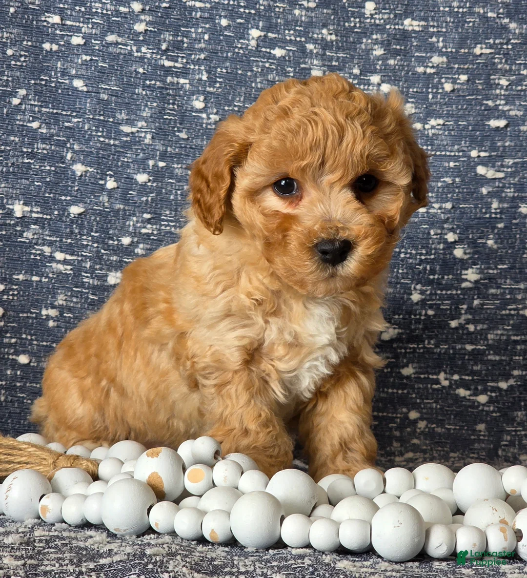 Bichpoo dogs for sale: Baby  - Ad 3