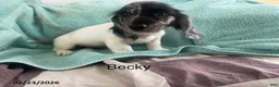 Miniature Dachshund dogs for sale: Becky - Ad 1