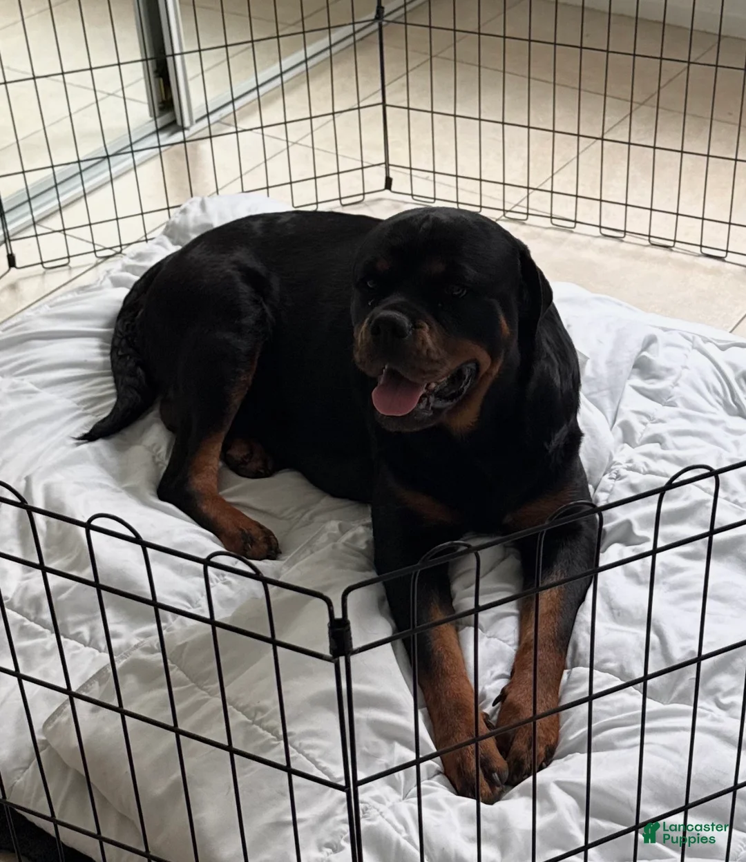 Rottweiler dogs for sale: Rottweiler red  - Ad 4