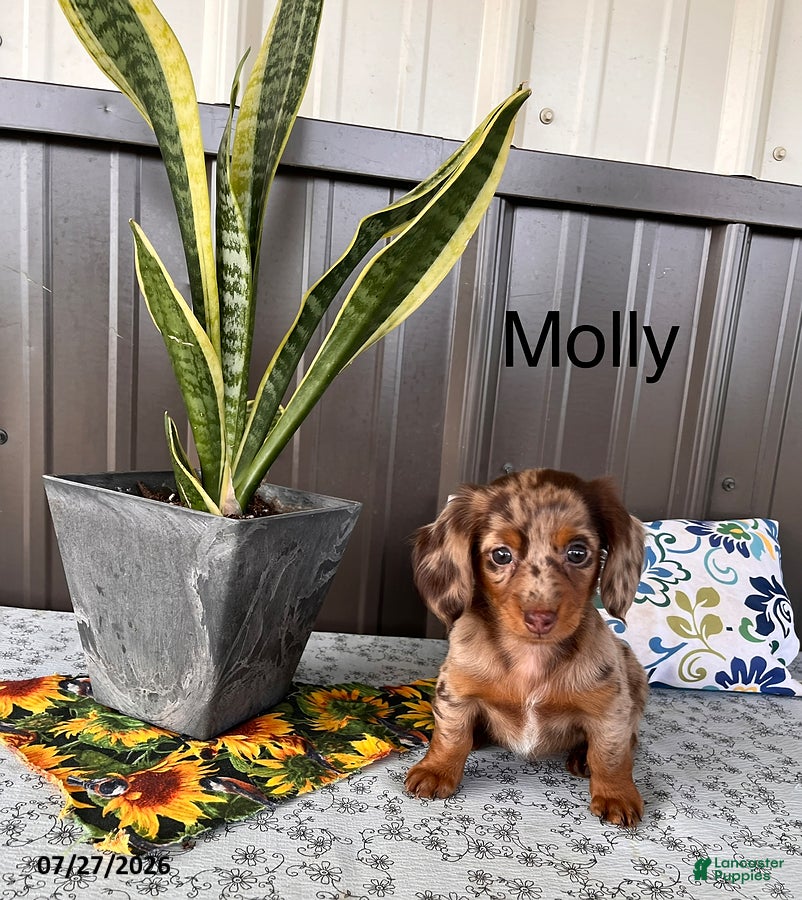 Miniature Dachshund dogs Molly - Ad 1