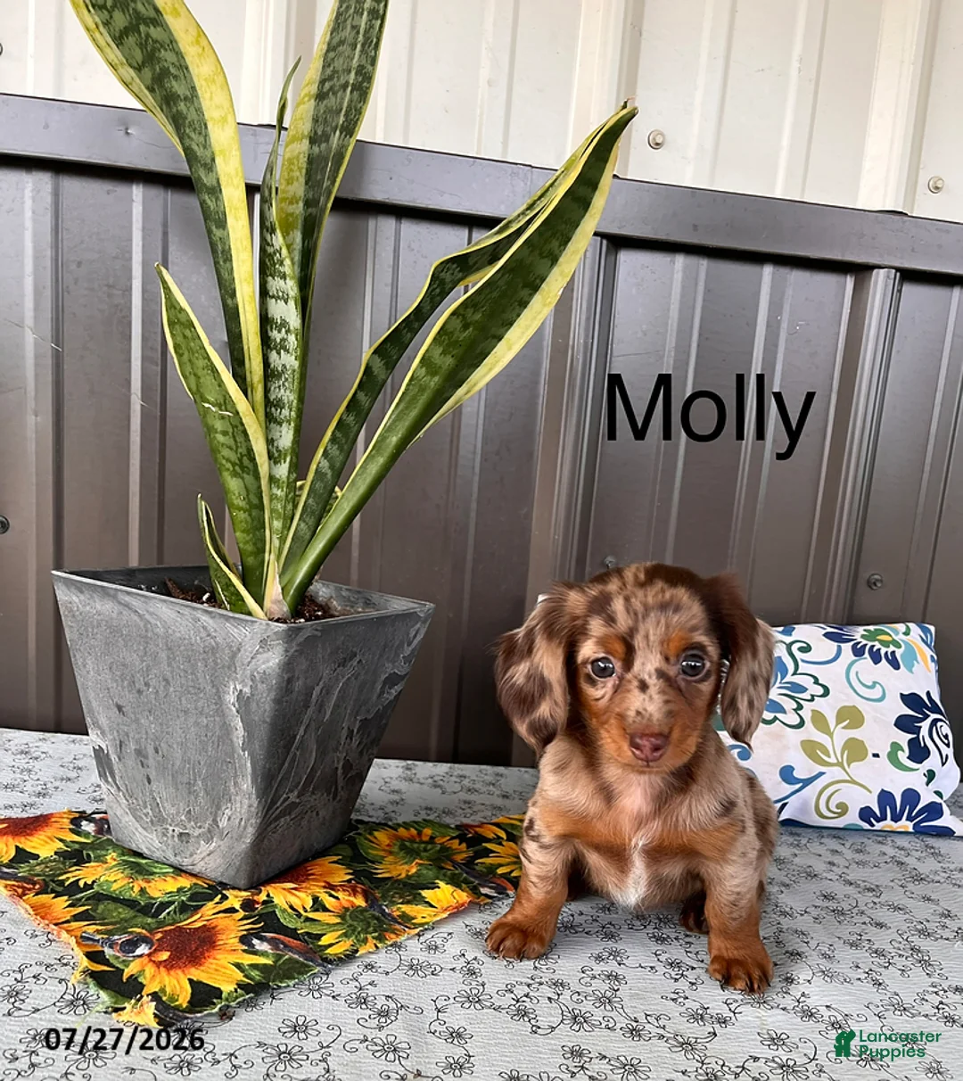Miniature Dachshund dogs for sale: Molly - Ad 1