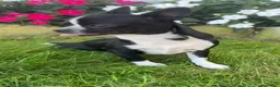 Chihuahua dogs for sale: Blackie - Ad 5