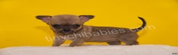 Chihuahua dogs for sale: Lily - Ad 5
