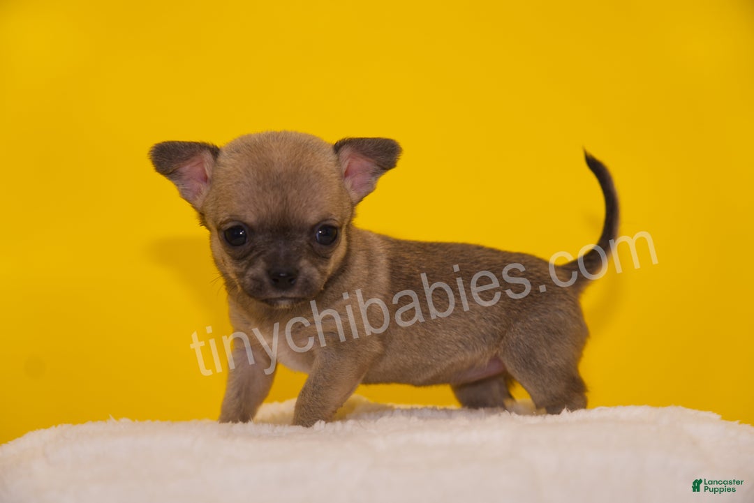 Chihuahua dogs for sale: Lily - Ad 5
