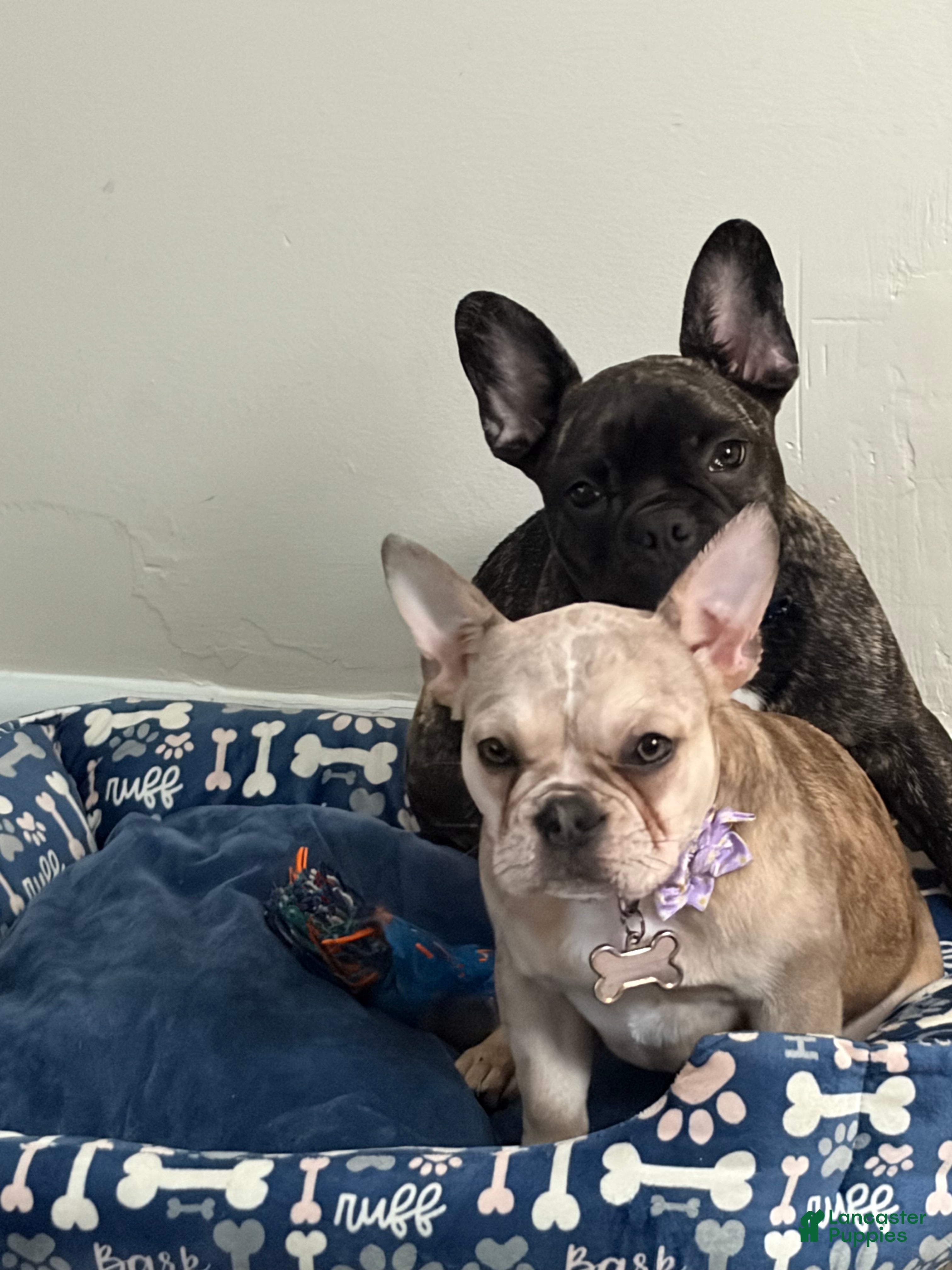 French Bulldog dogs French Bulldog Puppy 1 - Ad 11
