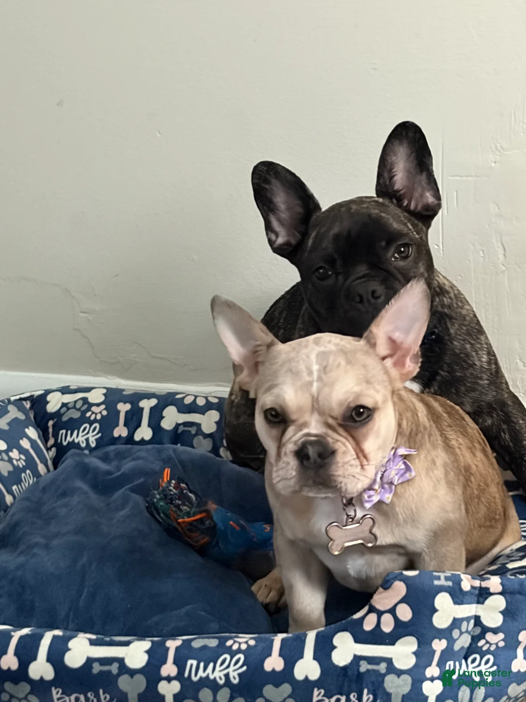 French Bulldog dogs for sale: French Bulldog Puppy 1 - Ad 1
