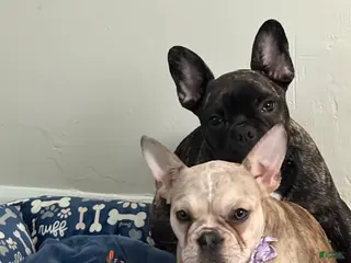 French Bulldog dogs French Bulldog Puppy 1 - Ad 11