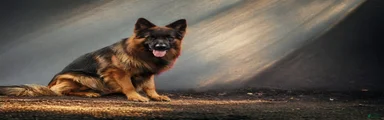 German Shepherd 3