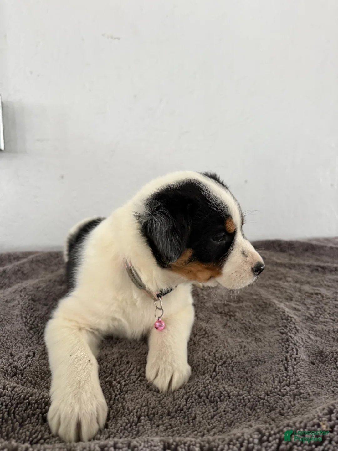 Mixed Breed dogs for sale: Buttercup - Ad 6