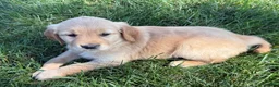 Golden Retriever dogs for sale: White Collar  - Ad 2