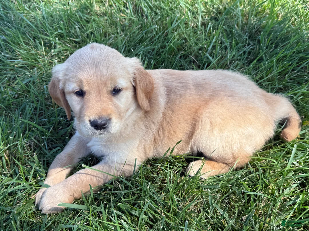 Golden Retriever dogs for sale: White Collar  - Ad 2