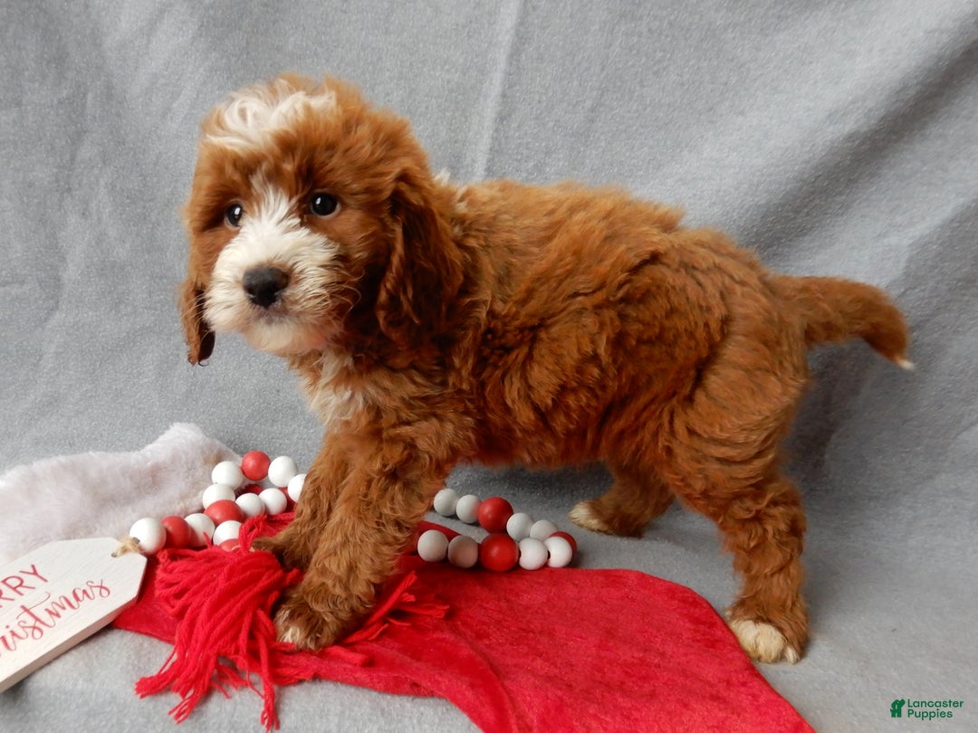 Mini Goldendoodle dogs for sale: Rusty - Ad 3