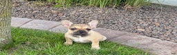 French Bulldog dogs for sale: Sandy - Ad 6