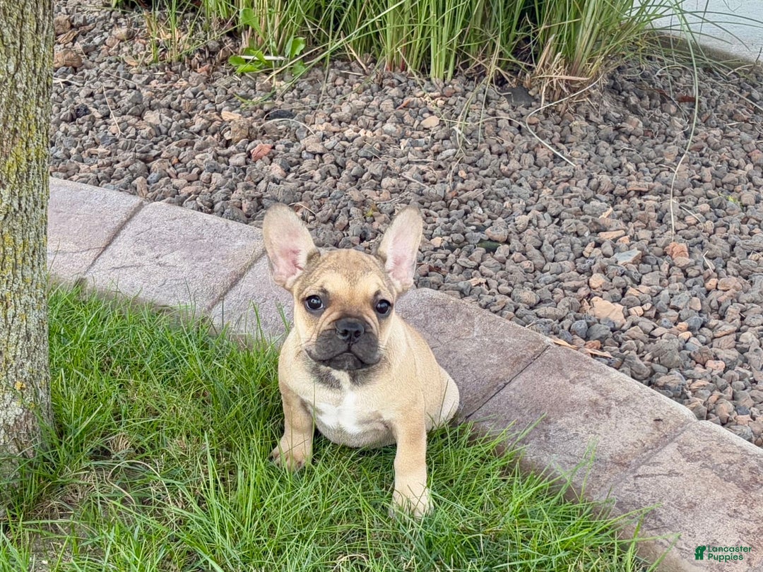 French Bulldog dogs for sale: Sandy - Ad 6