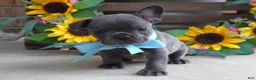 French Bulldog dogs for sale: Louie - Ad 6