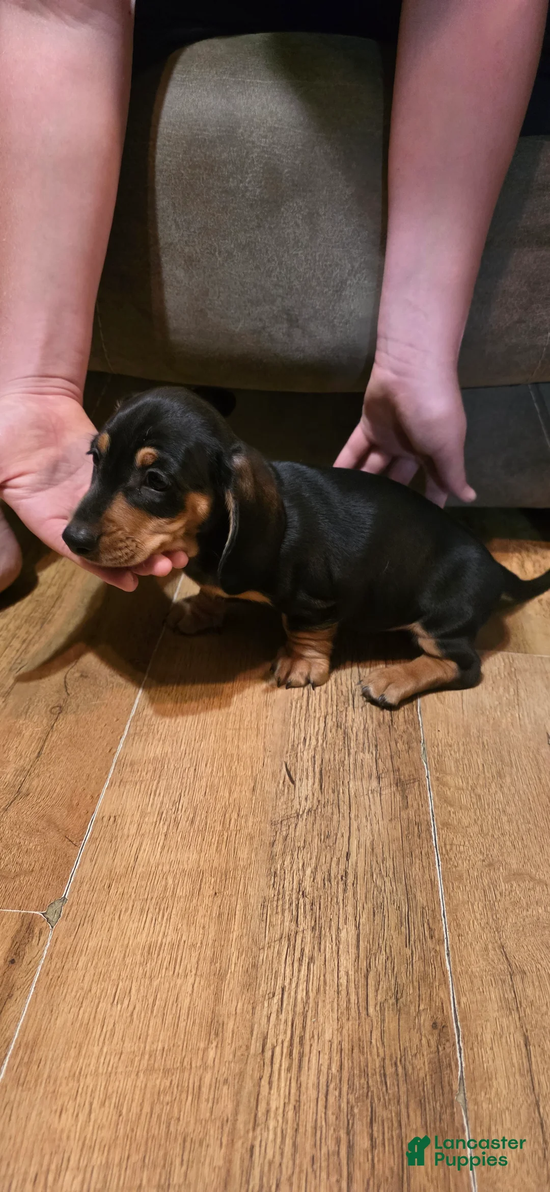 Miniature Dachshund dogs for sale: Miniature Dachshund Puppy 3 - Ad 2