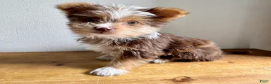 Benji 