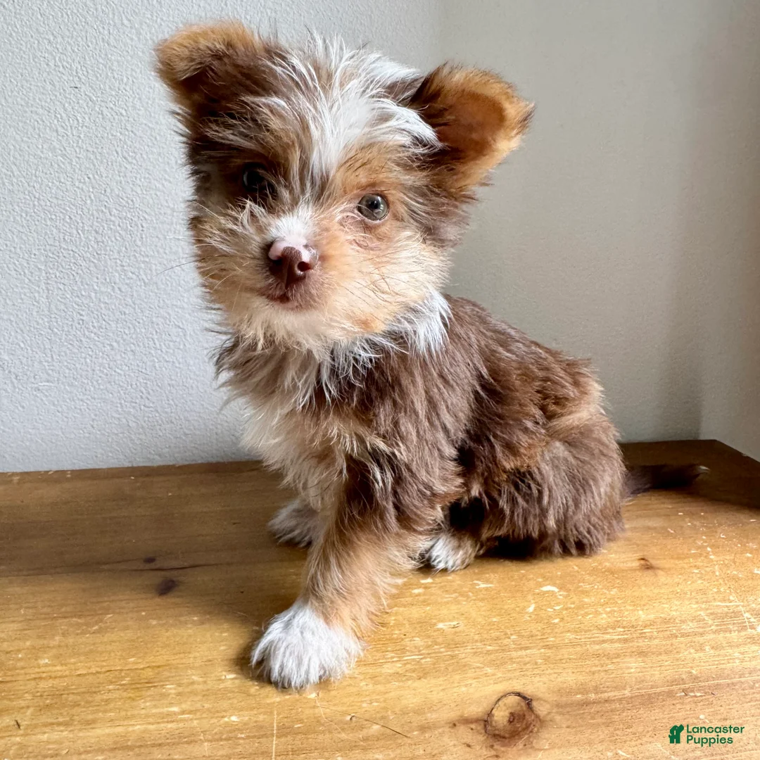 Chorkie dogs for sale: Benji  - Ad 1