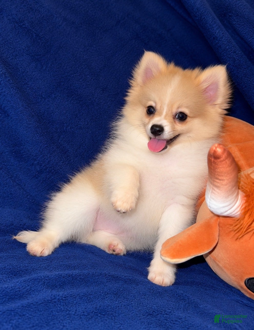Pomeranian dogs Jack - Ad 1
